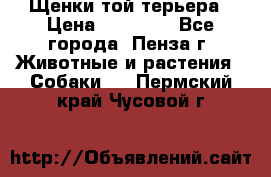 Щенки той терьера › Цена ­ 10 000 - Все города, Пенза г. Животные и растения » Собаки   . Пермский край,Чусовой г.